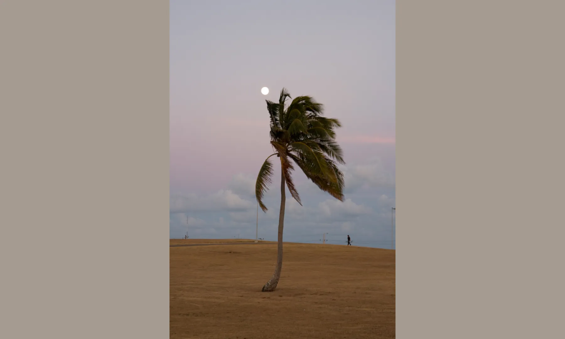 the moon right over a palm