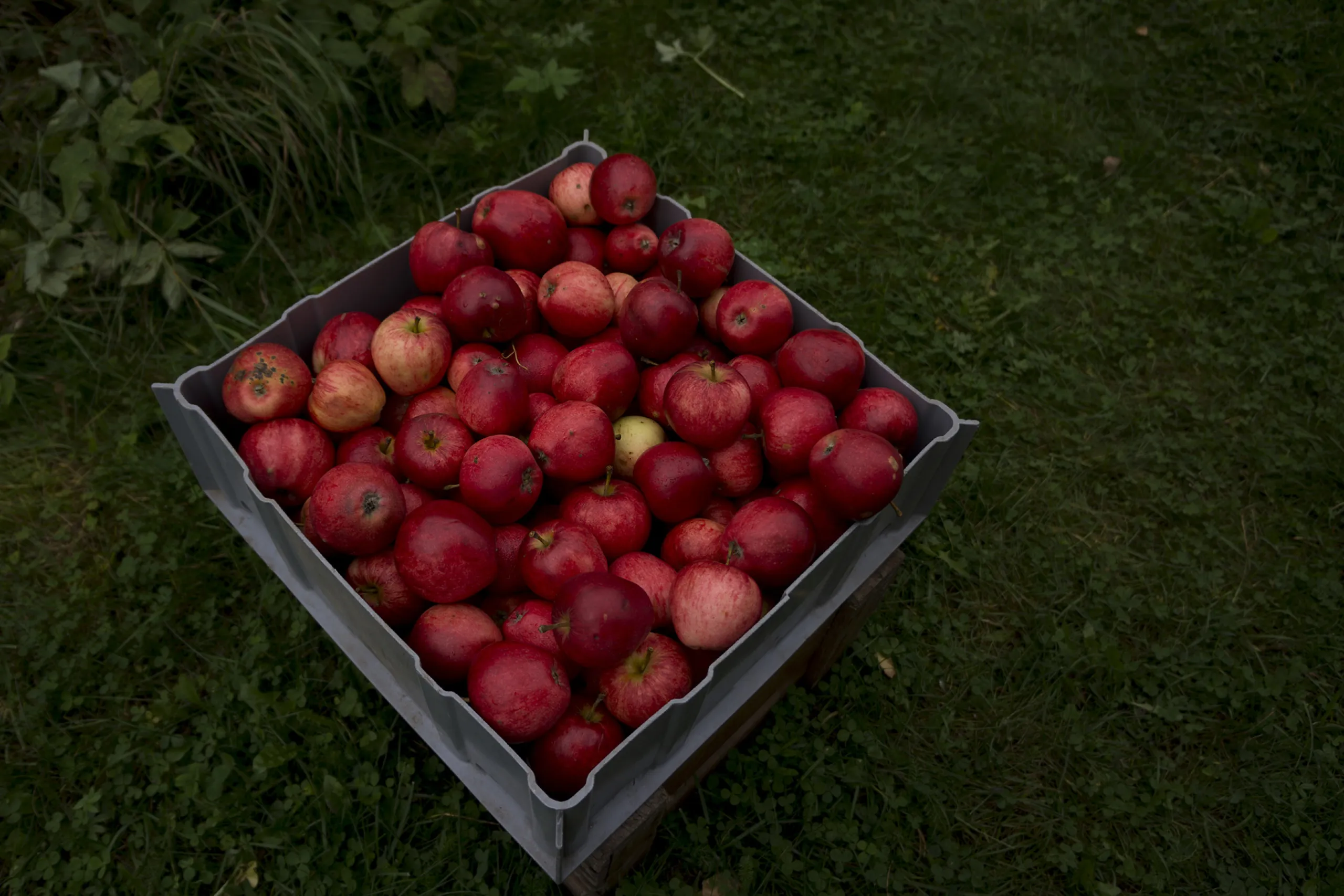 Apples in a crate
