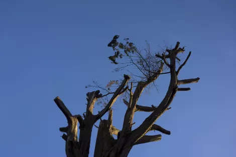 Another tree Another tree