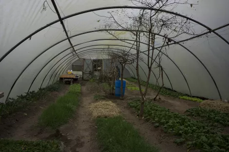 A poly tunnel at the ecovillage The Hollies A poly tunnel at the ecovillage The Hollies