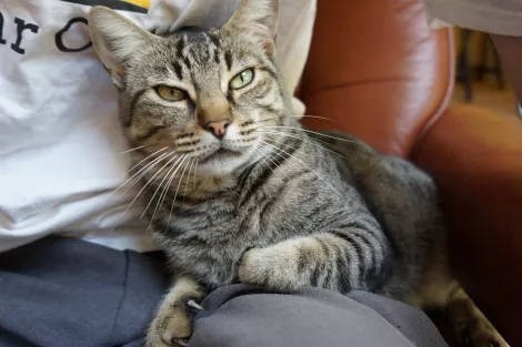 A cat A cat