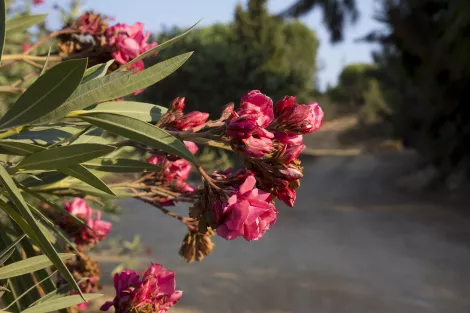 Flowers Flowers