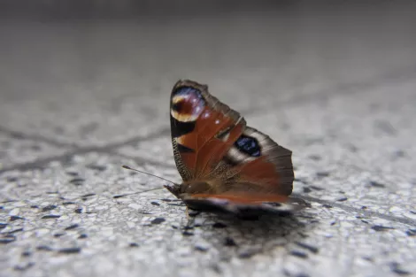 A butterfly that has reached its end of live A butterfly that has reached its end of live