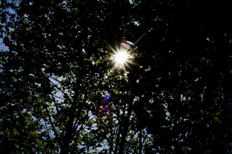 View through branches of a tree shading the sun View through branches of a tree shading the sun